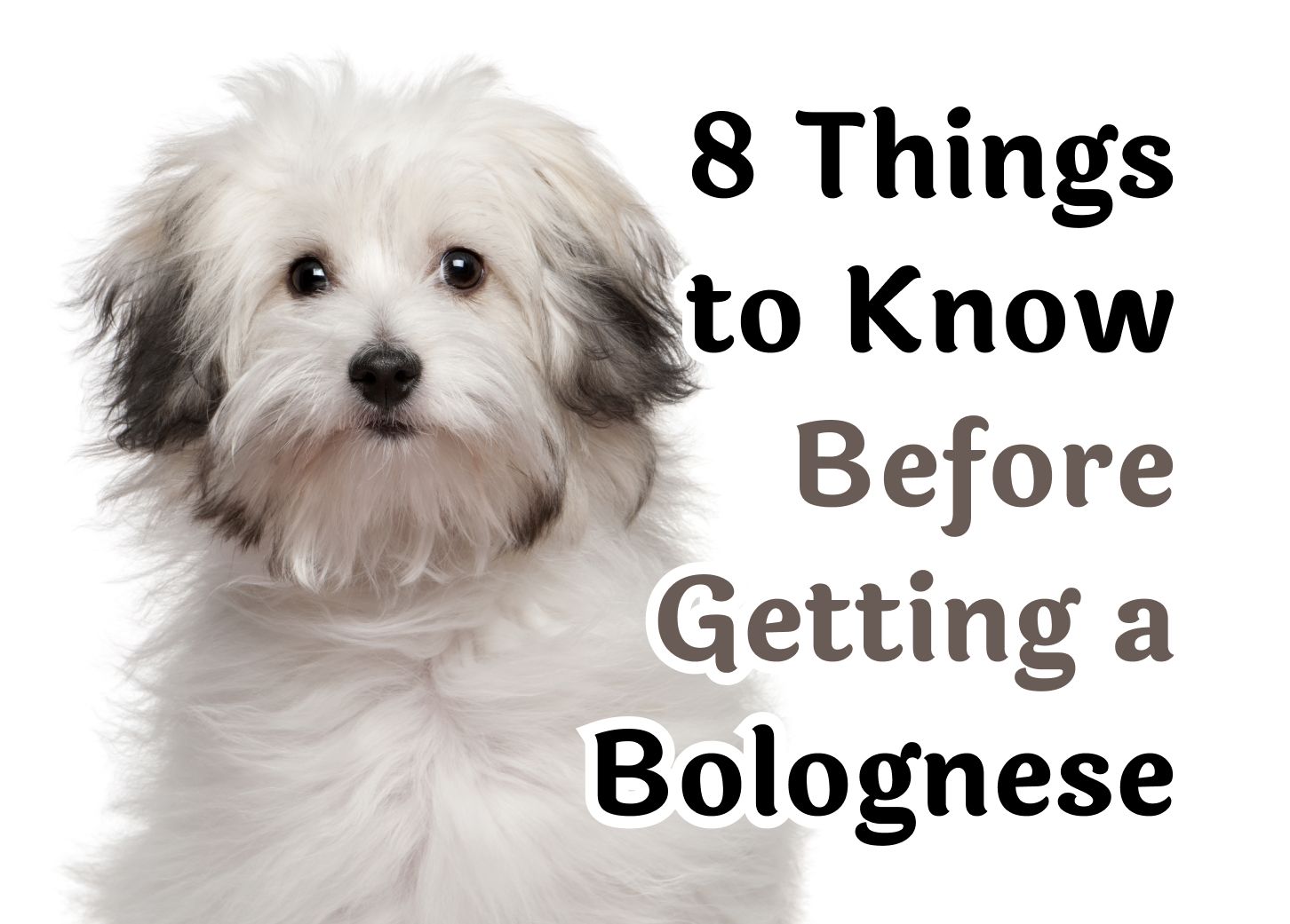 8 Things to Know Before Getting a Bolognese Dog