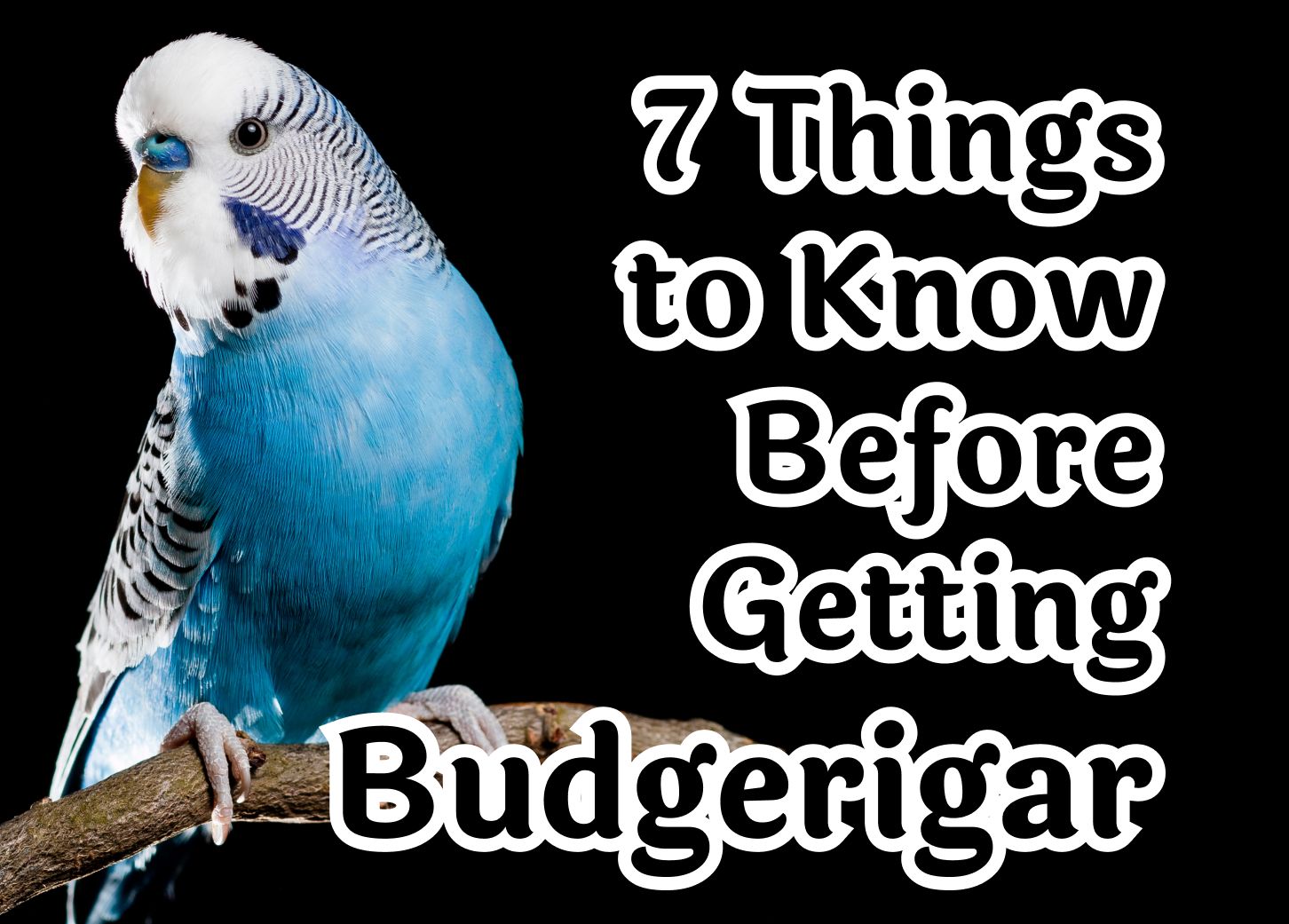 What You Should Know Before Getting a Budgerigar