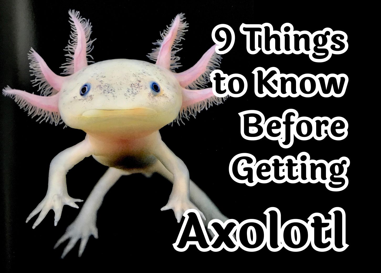 Is A axolotl Friendly?