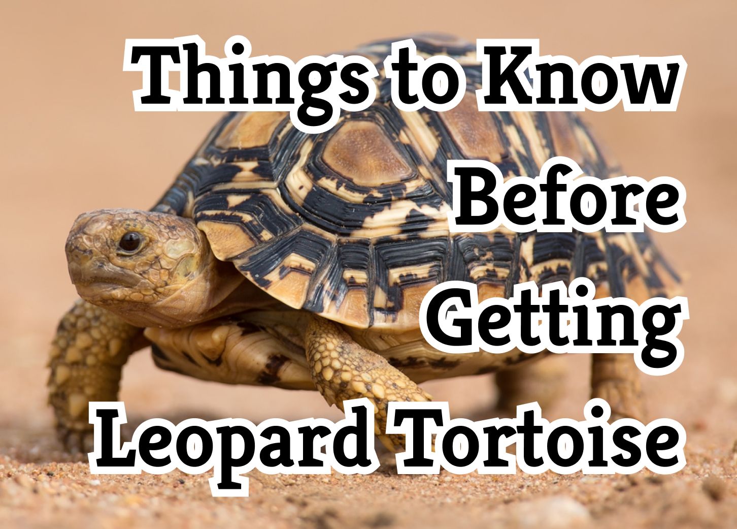 30 Crucial Things to Know About the Leopard Tortoise