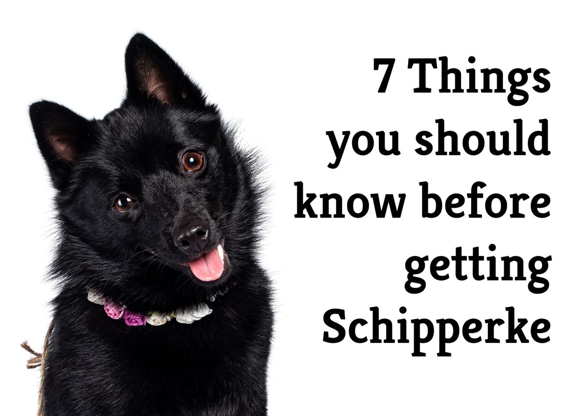 is a schipperke the right dog for you