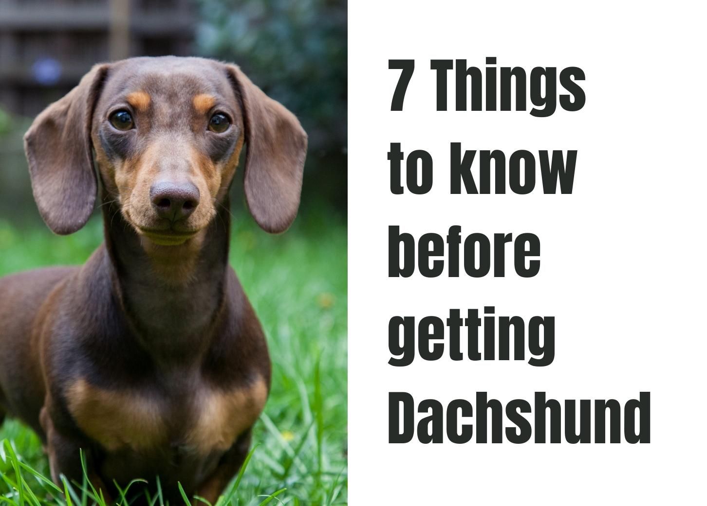 What Are The 7 Most Important Facts About The Dachshund 