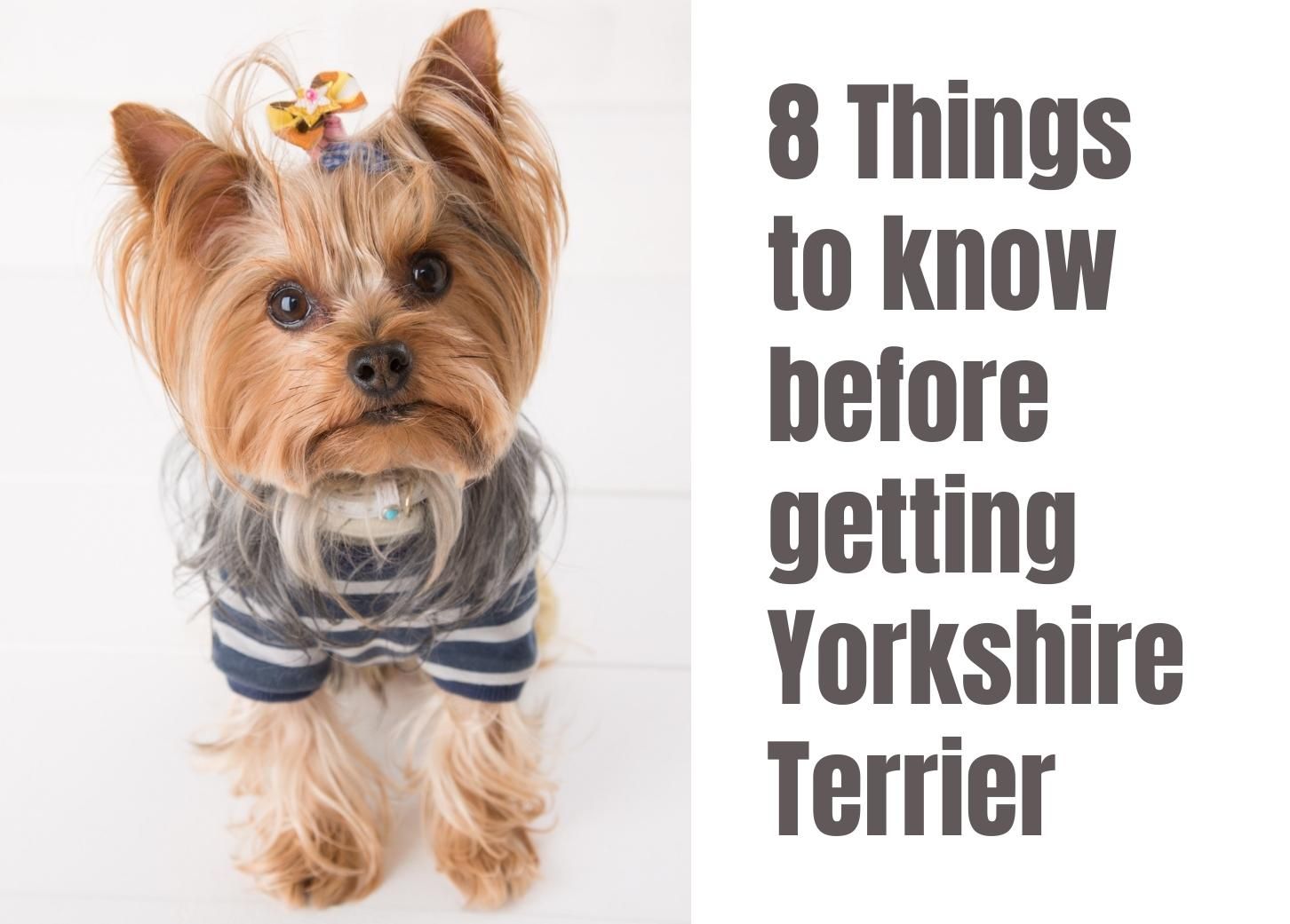 what is a yorkshire terrier used for