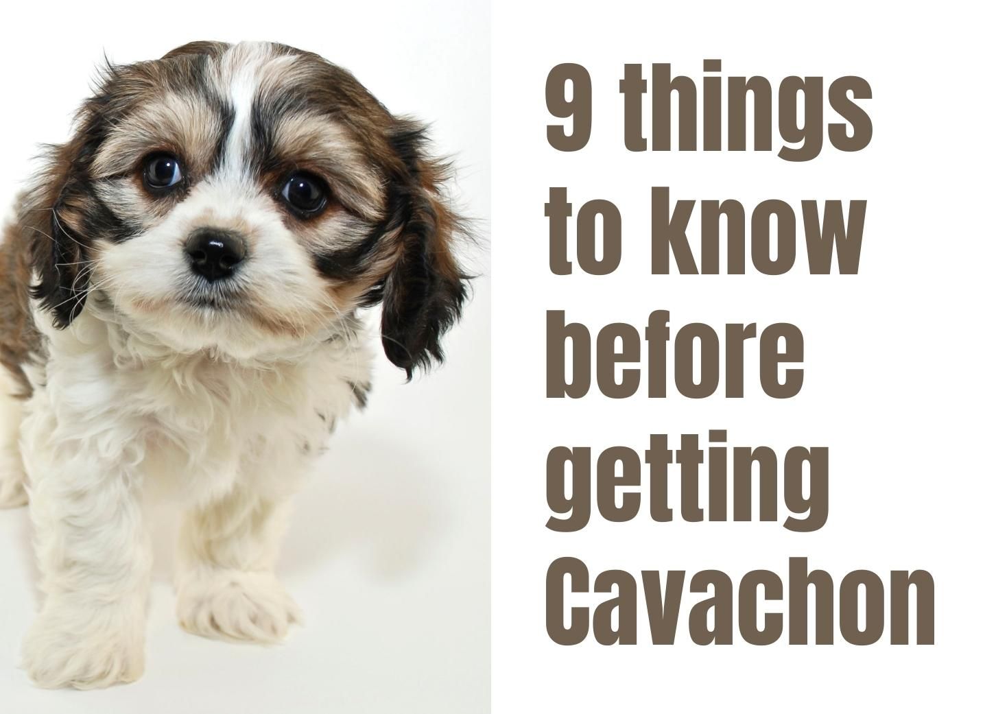 how often should i feed my cavachon puppy