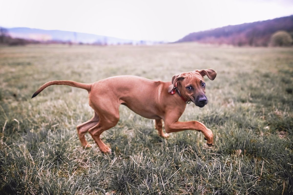 Handpicked Name Ideas for Your Rhodesian Ridgeback