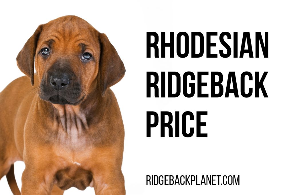 ridgeback puppy price