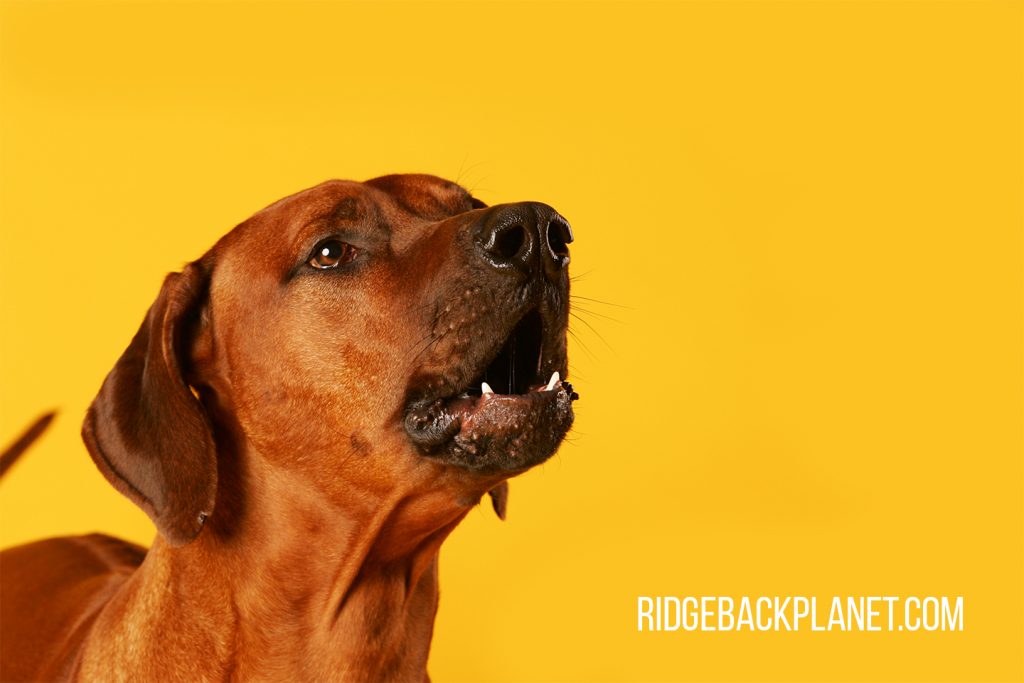 rhodesian ridgeback angry