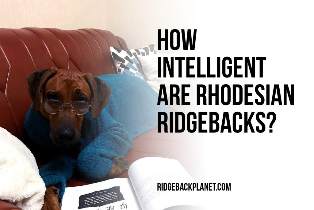 Are Rhodesian Ridgeback intelligent? I 