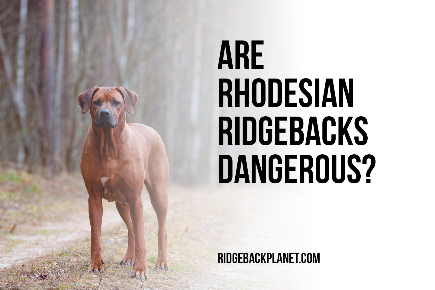 Are Rhodesian Ridgebacks Dangerous? The Pets and Love