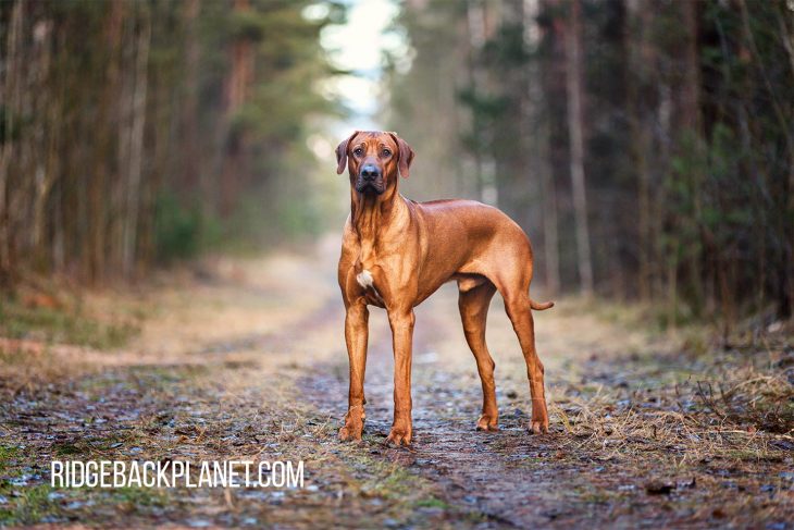 rhodesian ridgeback plush