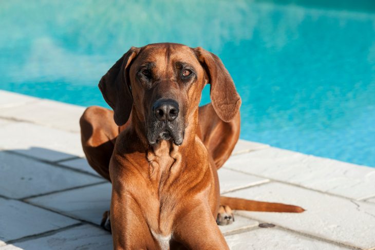 are poodles as smart as rhodesian ridgebacks