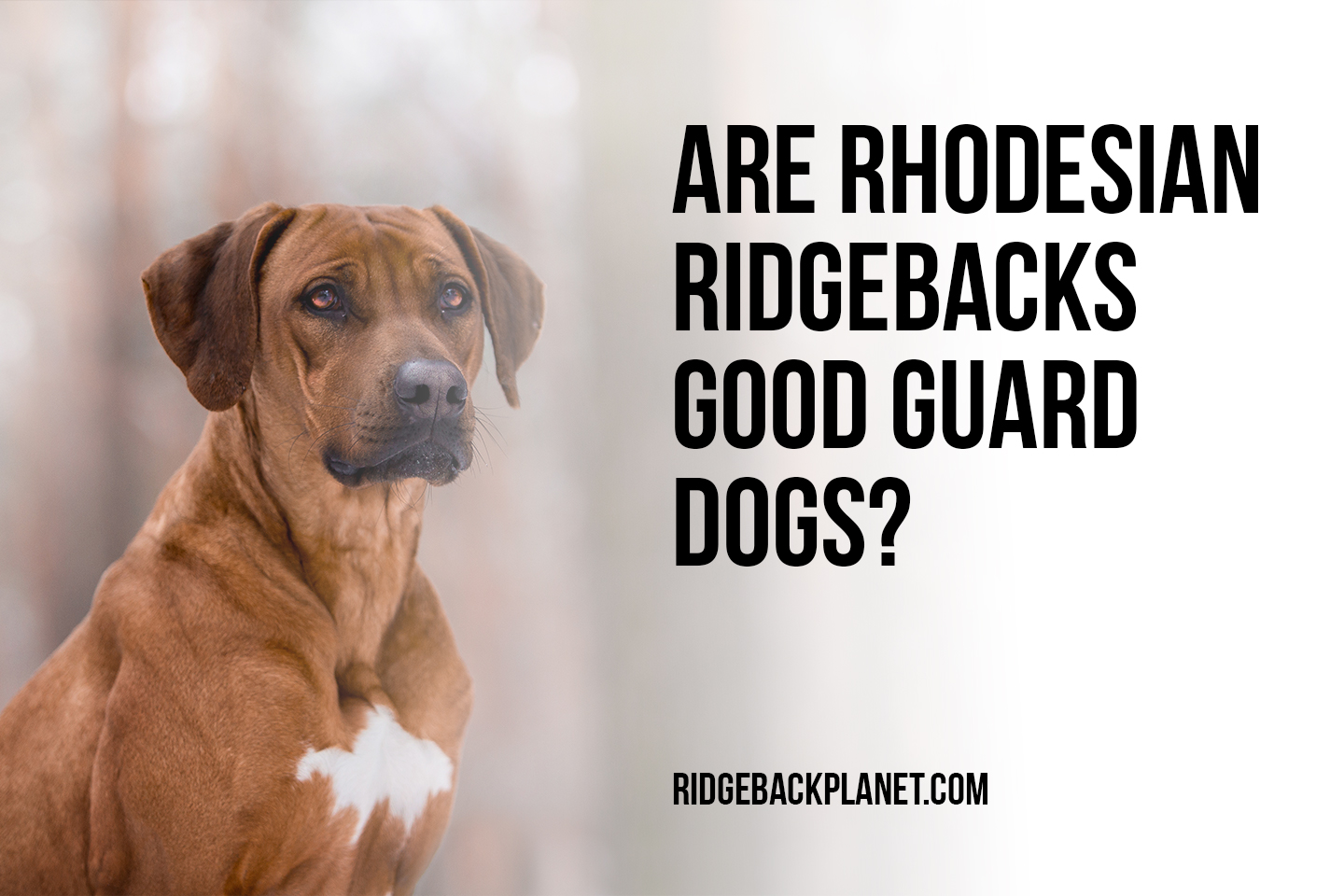 Are Rhodesian Ridgebacks Good Guard Dogs? The Pets and Love