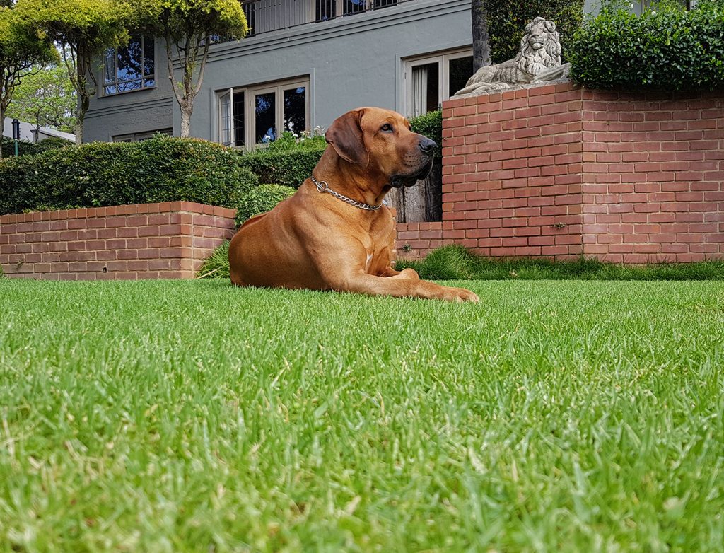 Rhodesian Ridgeback guarding the house.