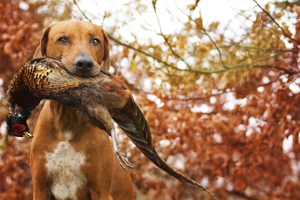 Rhodesian Ridgeback hunting