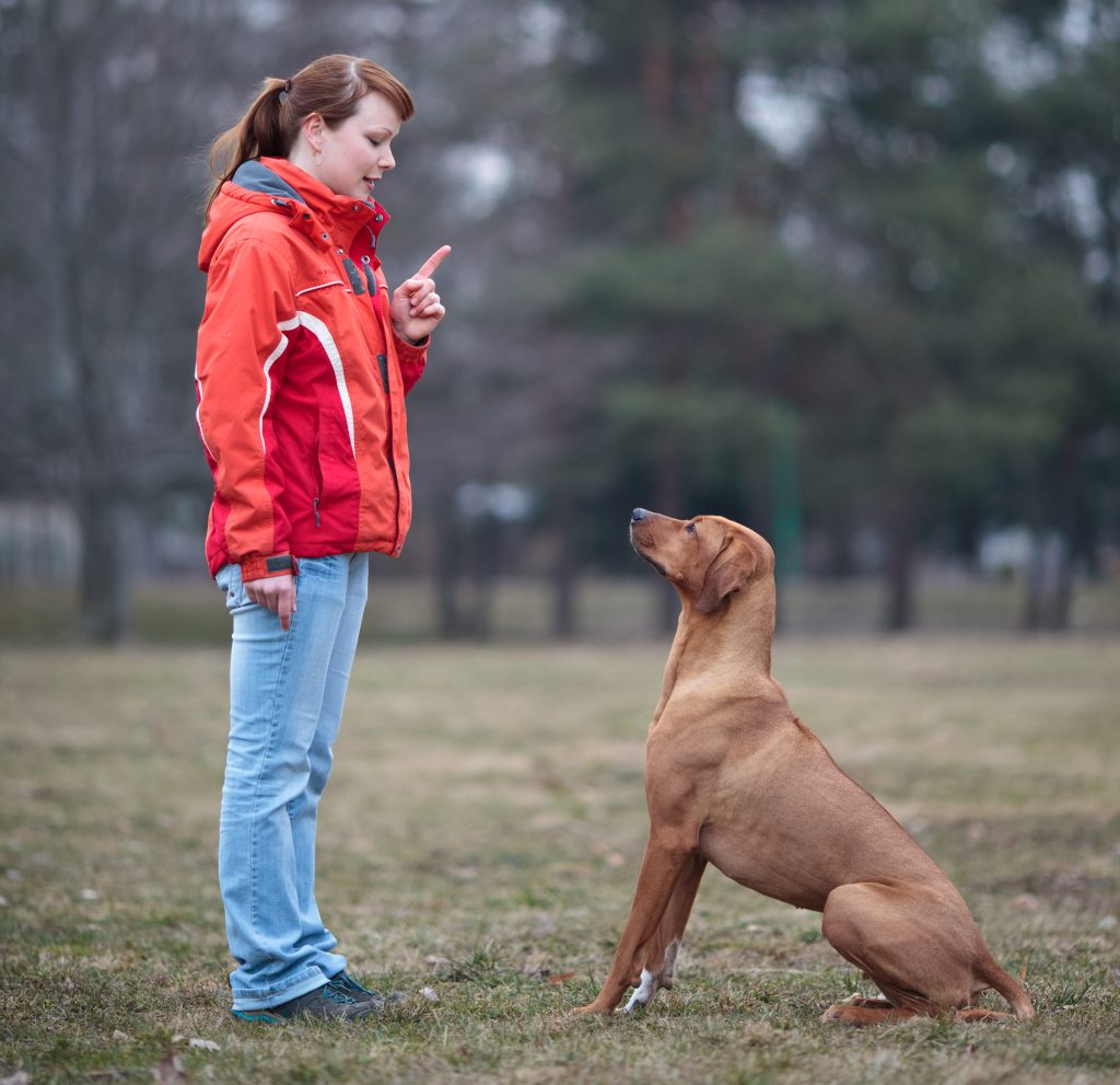 Rhodesian Ridgeback training