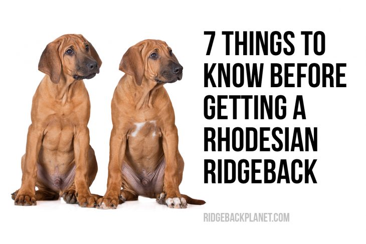 7 Things To Know Before Getting A Rhodesian Ridgeback puppy