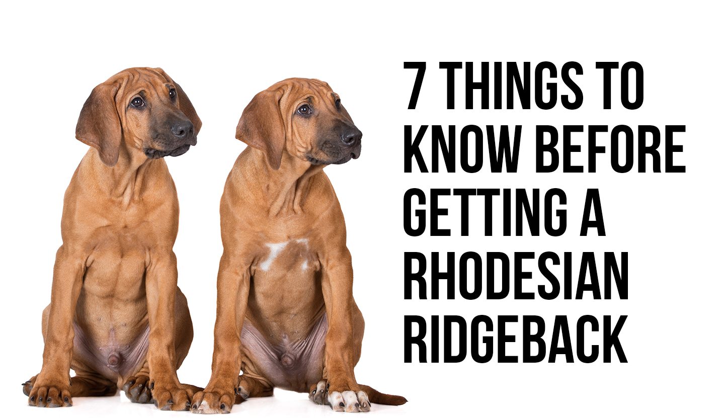 rotation ridgeback dog