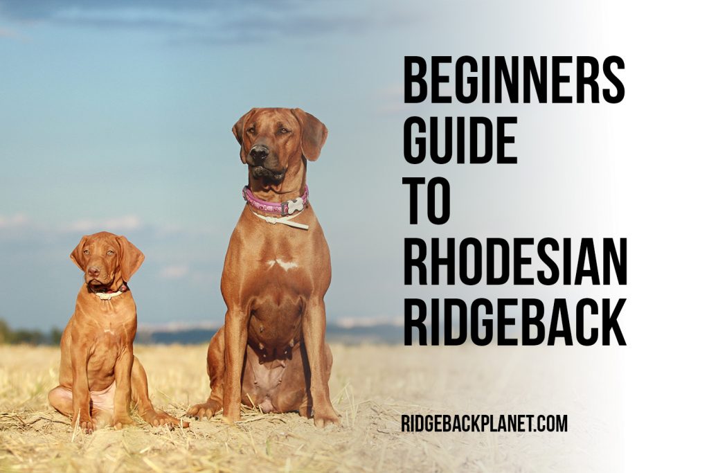 ridgebacks in not