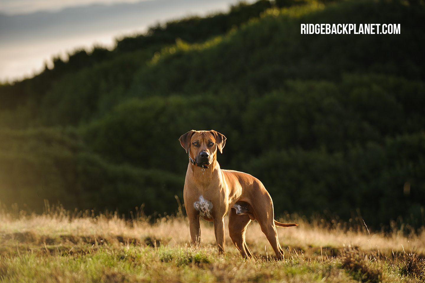 Rhodesian Ridgeback Begginner. Helpful illustrated guide. - The Pets ...