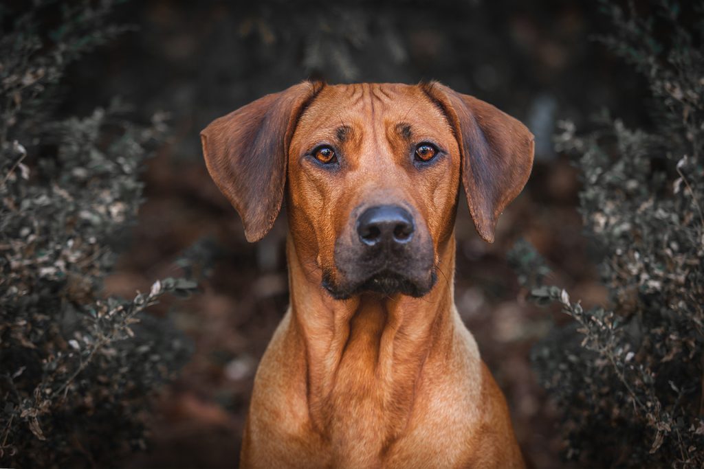 redbone coonhound rhodesian ridgeback mix