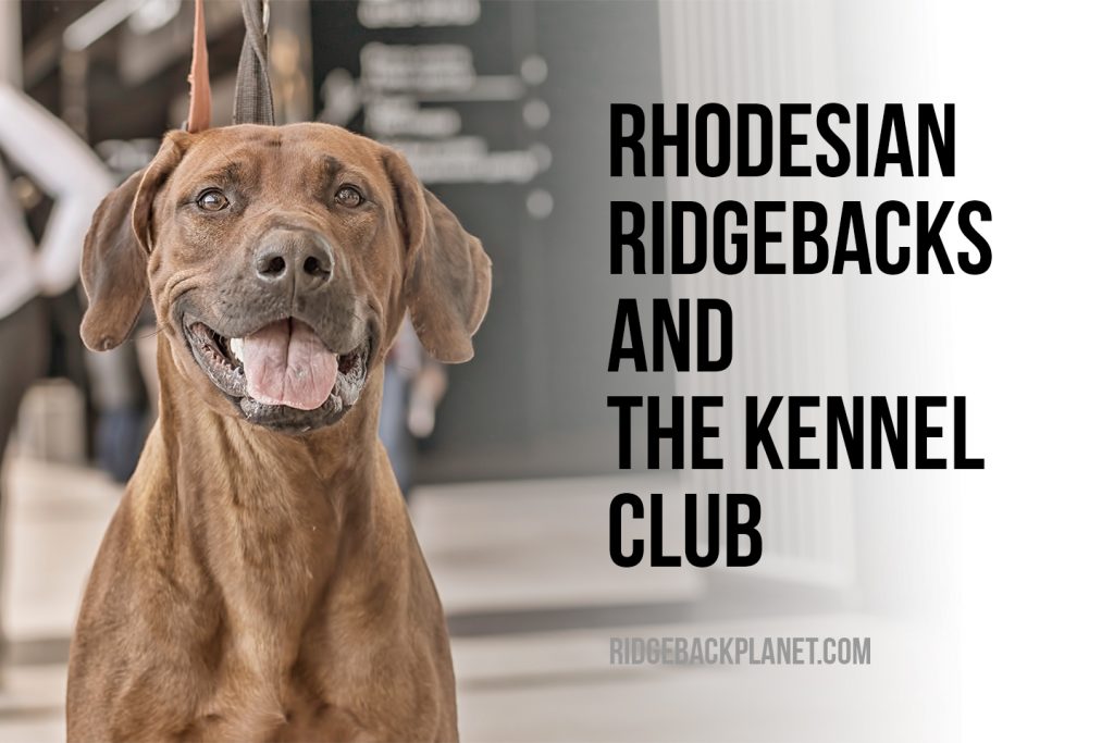 Rhodesian Ridgebacks And The Kennel Club The Pets And Love
