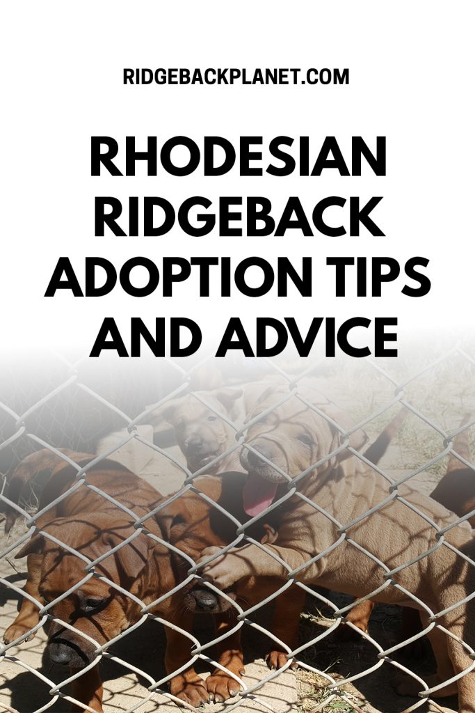 ridgeback adoption