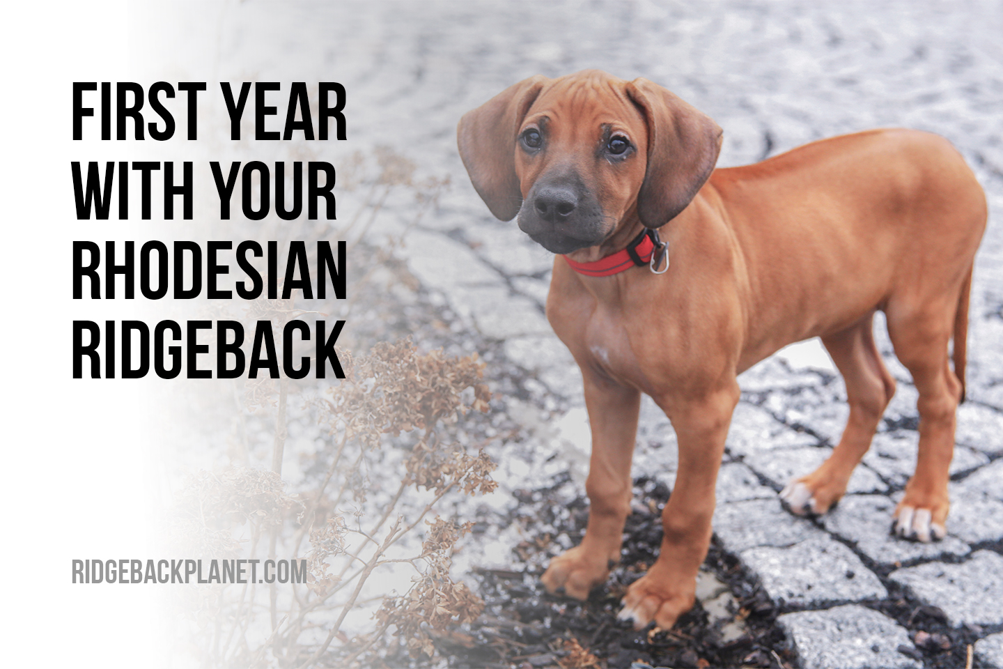 First year with your Rhodesian Ridgeback. What to expect? - The Pets ...