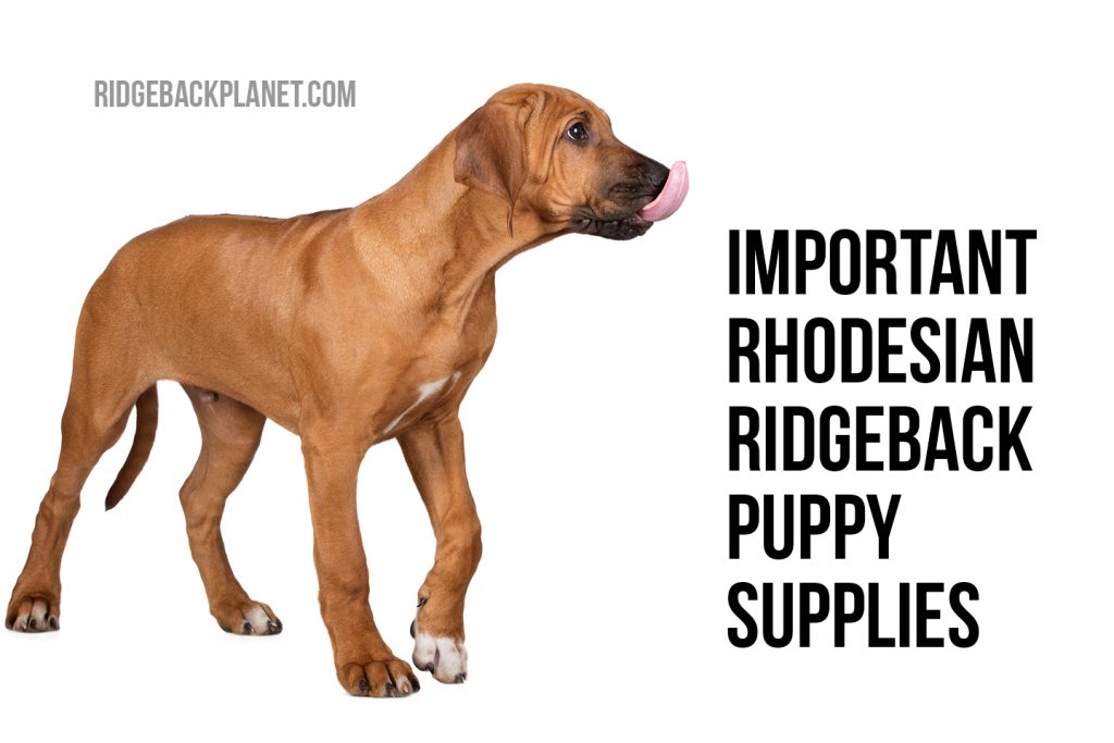 best collar for rhodesian ridgeback