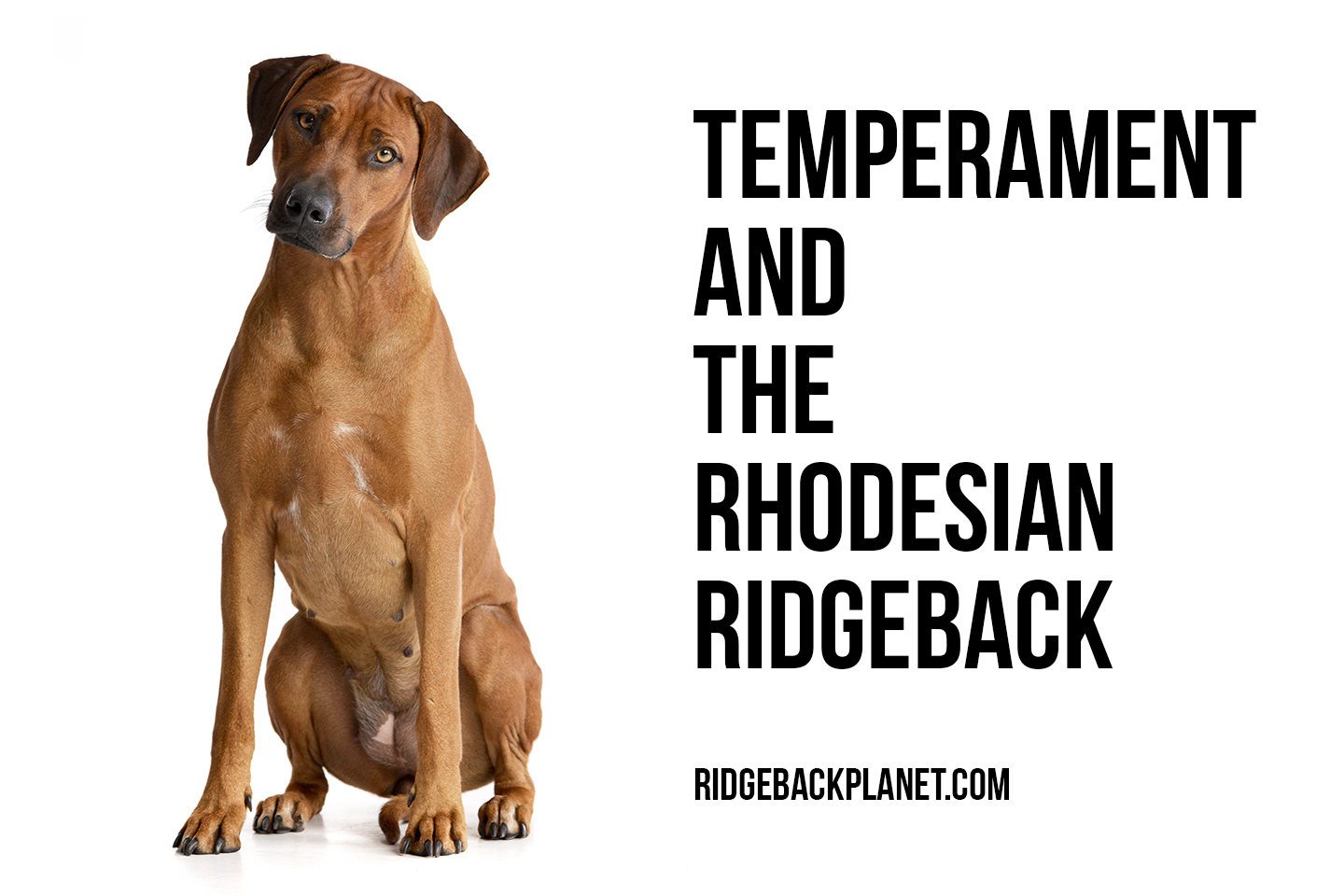 Rhodesian Ridgeback Temperament The Pets and Love