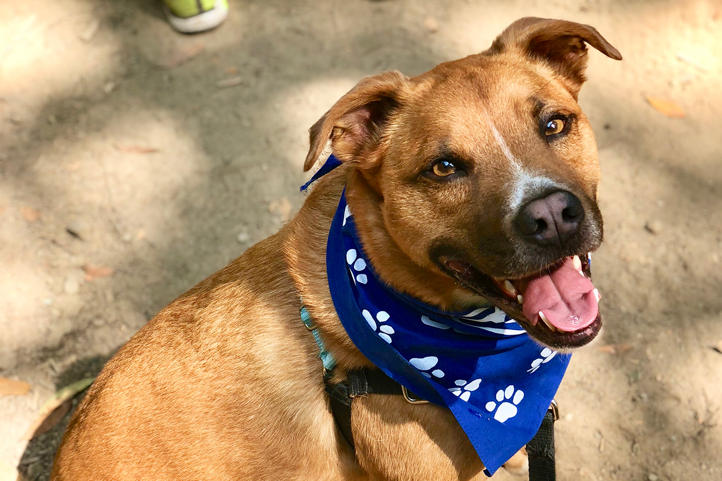 rhodesian ridgeback staffordshire terrier mix