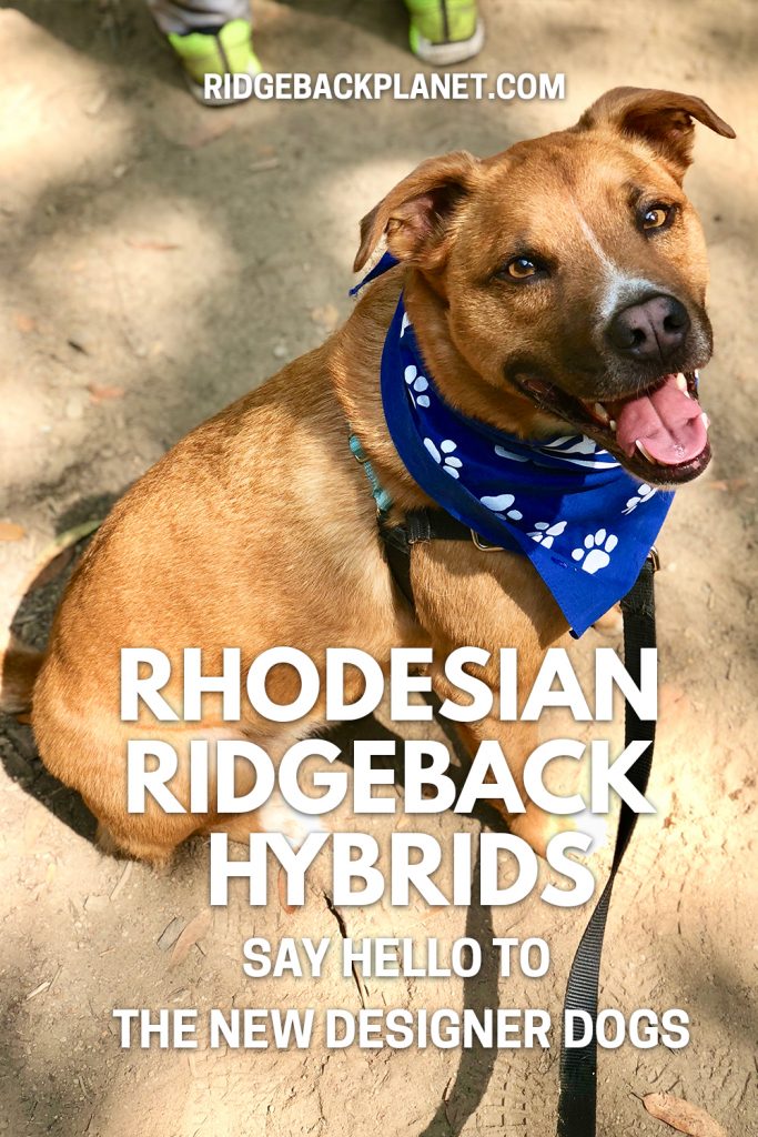 rhodesian ridgeback doodle