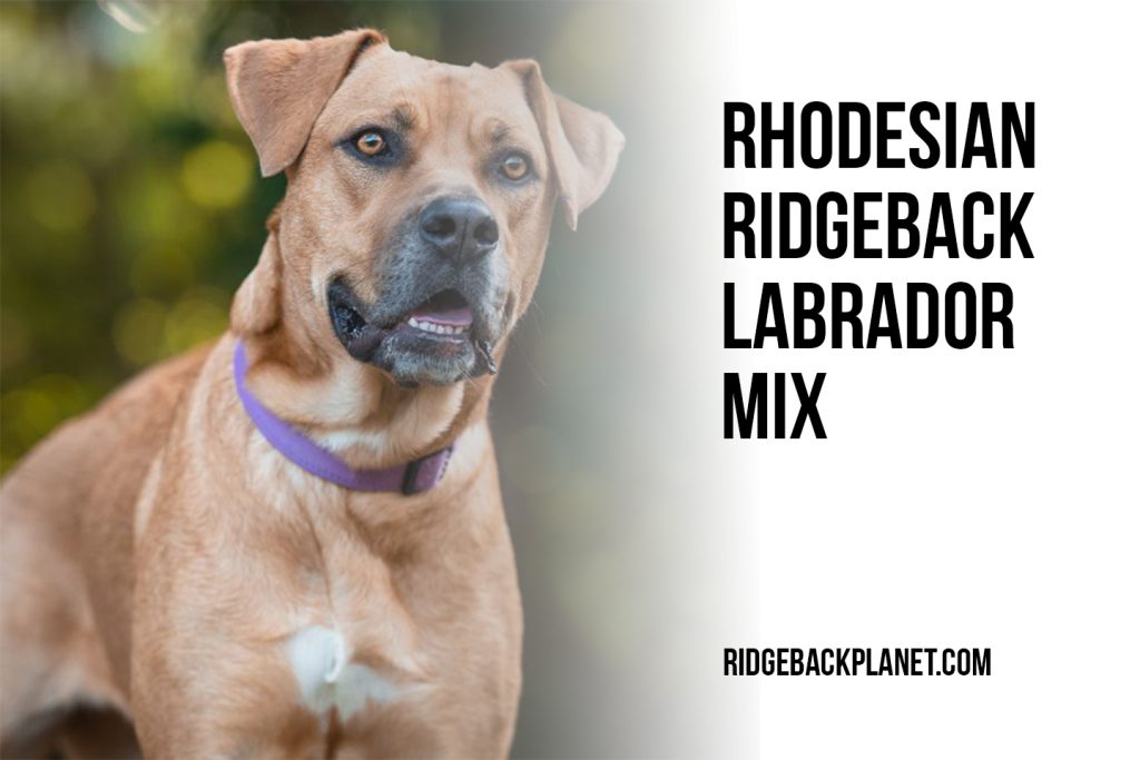 Everything You Need To Know About Rhodesian Ridgeback Lab Mix The Pets And Love