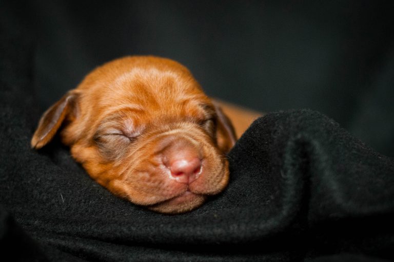 First year with your Rhodesian Ridgeback. What to expect? - The Pets ...