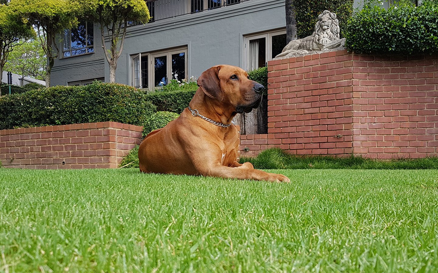 Are Rhodesian Ridgebacks Good Guard Dogs? The Pets and Love