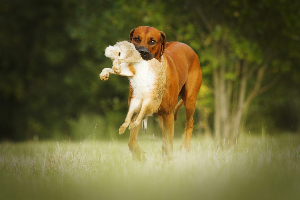 rhodesian ridgeback lion dog