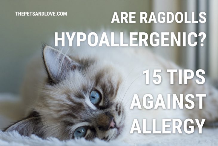 ragdoll hypoallergenic