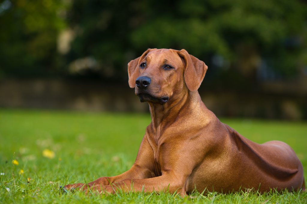 ridgebacks in not