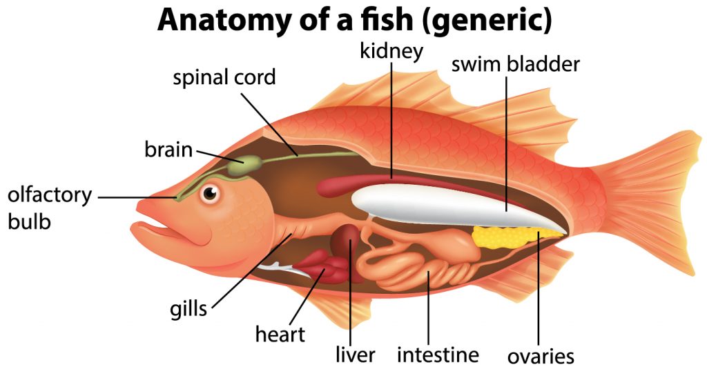 Do fish have lungs? (With helpful infographics) The Pets and Love