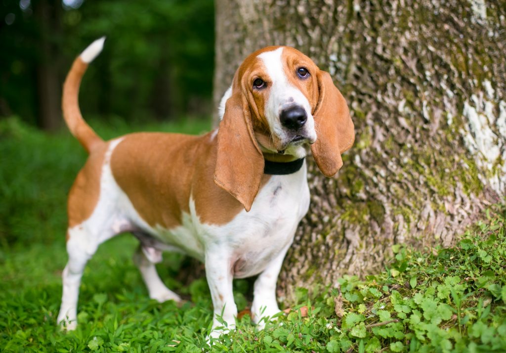 Are Basset Hounds good family dogs? The Pets and Love