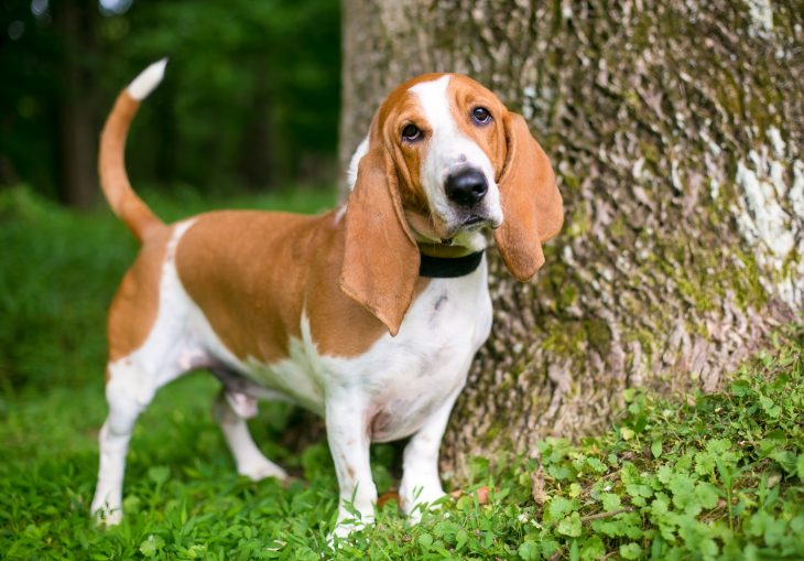 are basset hound puppies aggressive