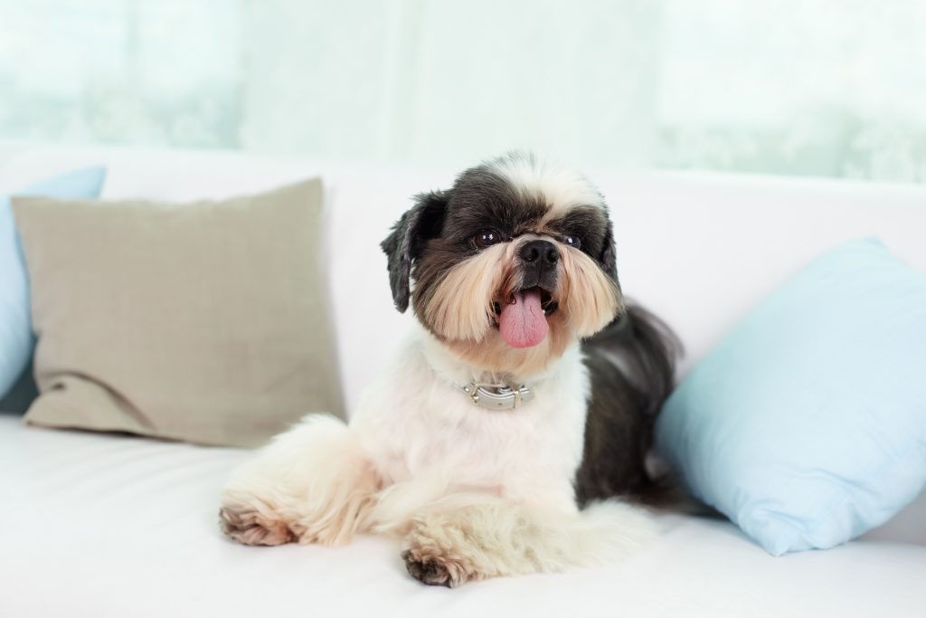 Do Shih Tzu Shed? Tips for Families with Allergies The Pets and Love