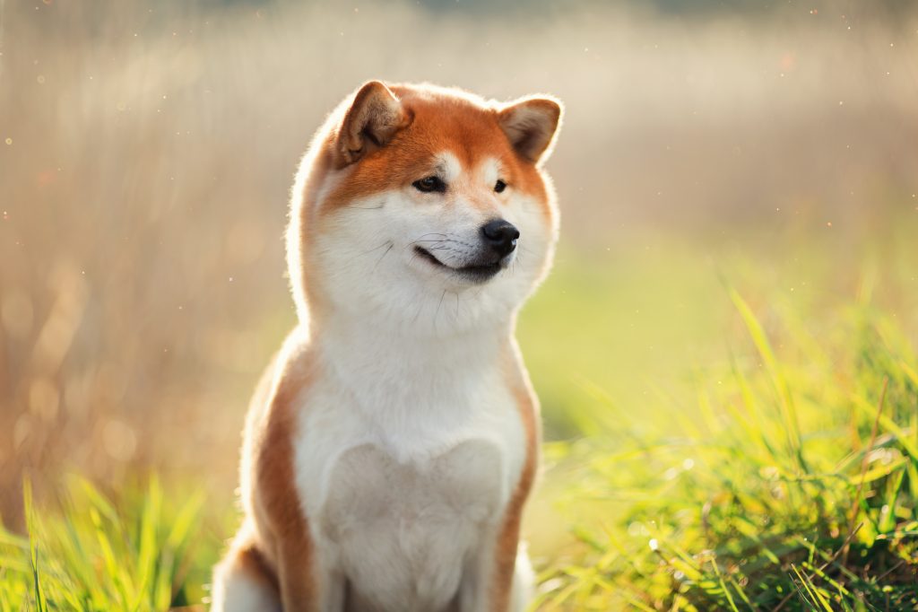 Do Shiba Inus shed? Tips for Families with Allergies The Pets and Love