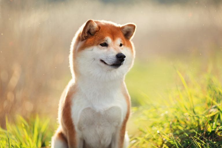 Do Shiba Inus shed? Tips for Families with Allergies The Pets and Love