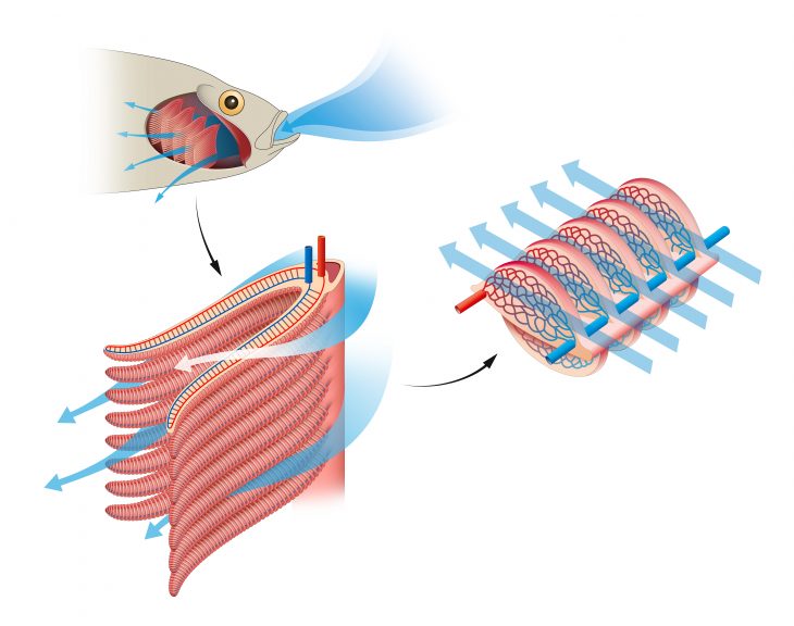 Do Fish Have Lungs With Helpful Infographics The Pets And Love