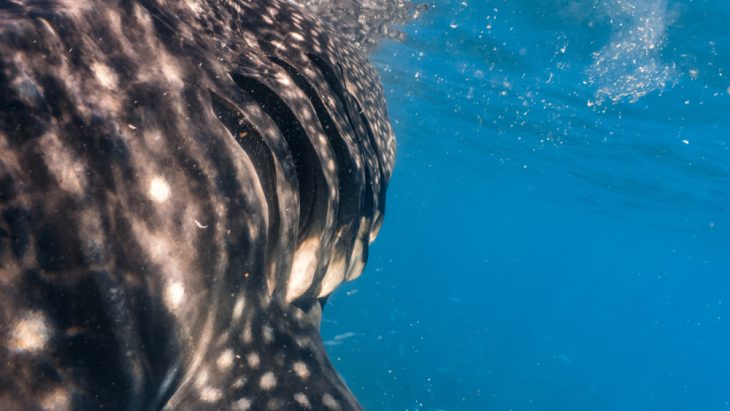 Shark gills