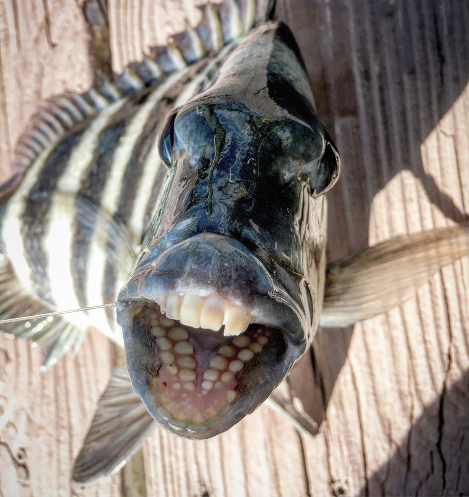 Do Fish Have Teeth? 5 Facts You Didn’t Know The Pets and Love