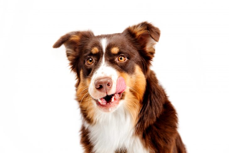 Are Australian Shepherds Good Family Dogs? The Pets and Love