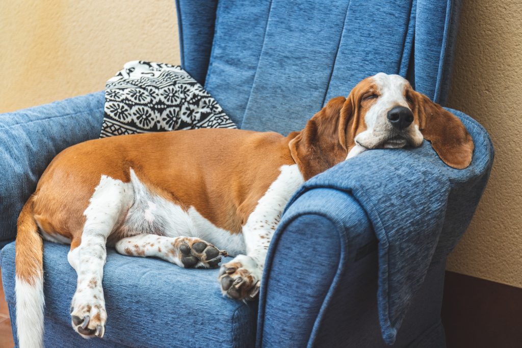 Are Basset Hounds good family dogs? The Pets and Love