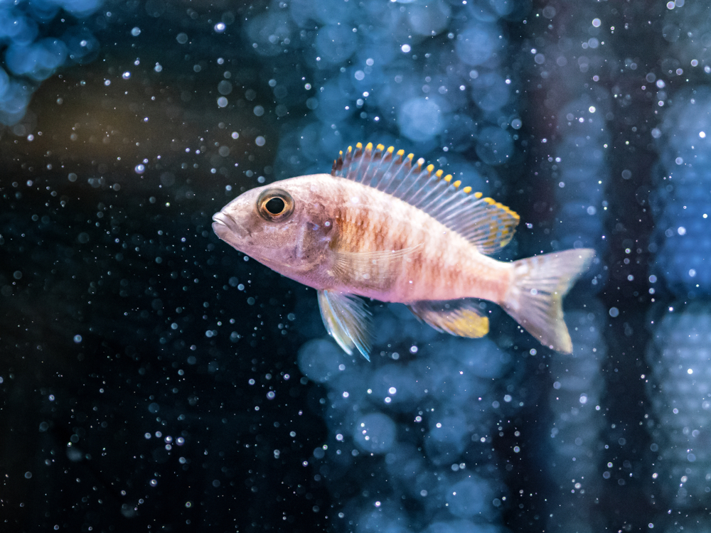 Your Fish Can Drown In Water. Here is Why.