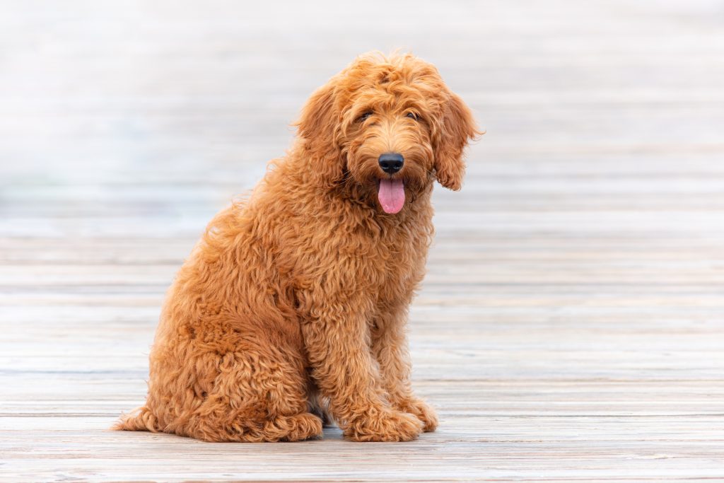 Are Labradoodles Hypoallergenic? Tips for Families with Allergies The